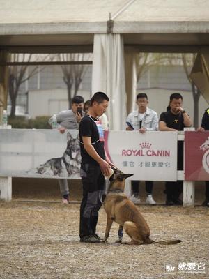 西安聚星訓犬 以專業之心，鑄就卓越犬類伴侶